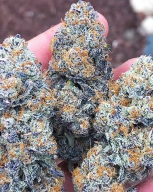 Skunk Berry for sale